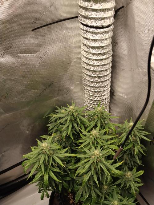 Eternity Grow Cup 2026. Week 9