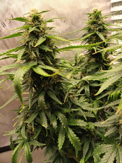 Eternity Grow Cup 2026. Week 9