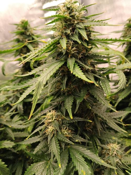 Eternity Grow Cup 2026. Week 9