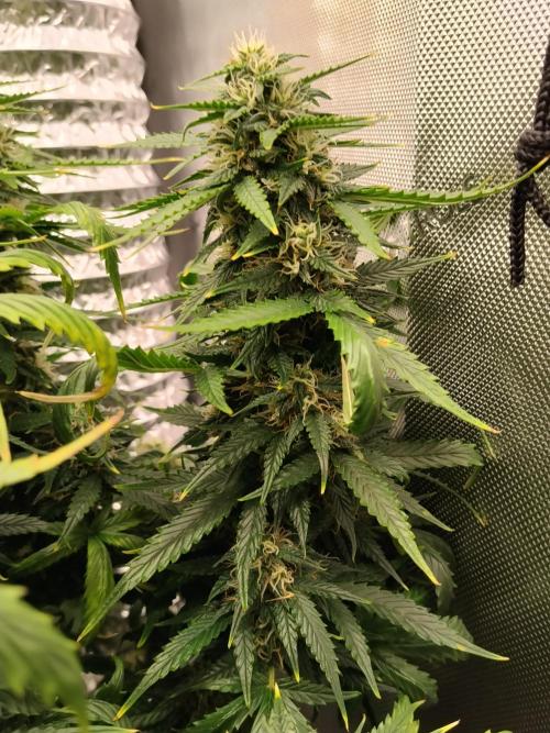 Eternity Grow Cup 2026. Week 9
