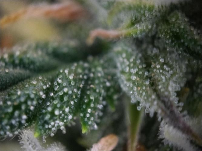 Eternity Grow Cup 2026. Week 9