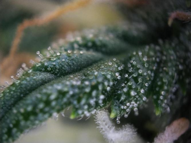 Eternity Grow Cup 2026. Week 9
