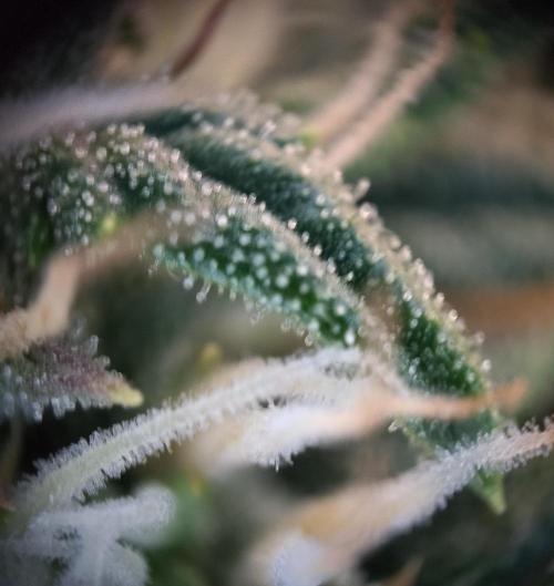 Eternity Grow Cup 2026. Week 9