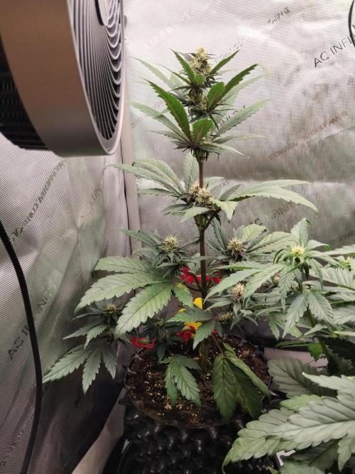 Purple Banana. Week 6