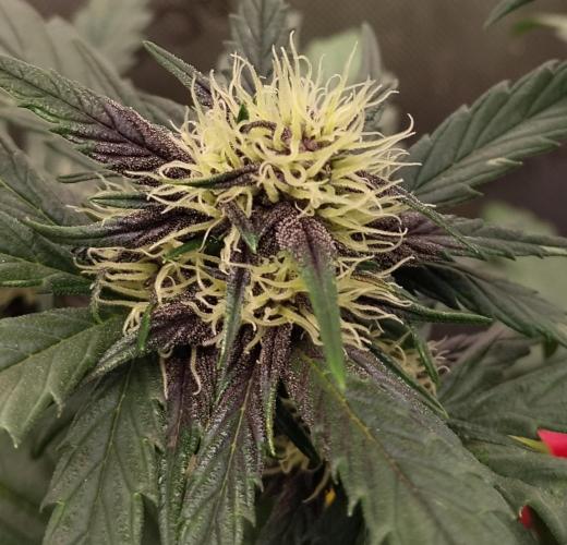 Purple Banana. Week 6