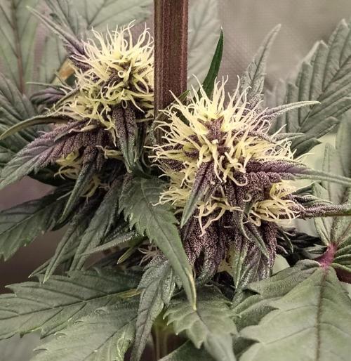 Purple Banana. Week 6