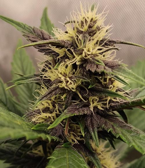 Purple Banana. Week 6