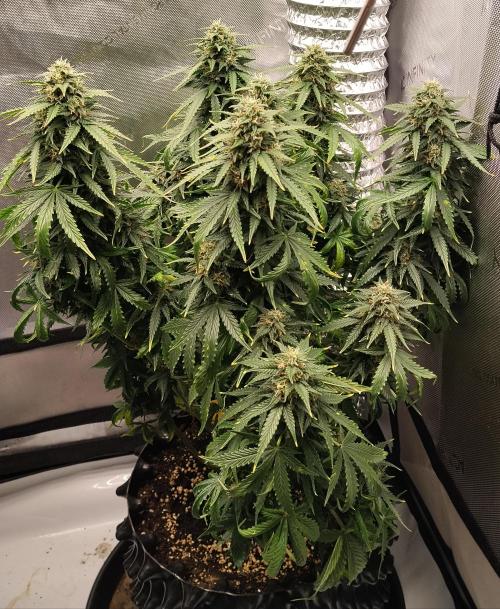Eternity Grow Cup 2026. Week 10