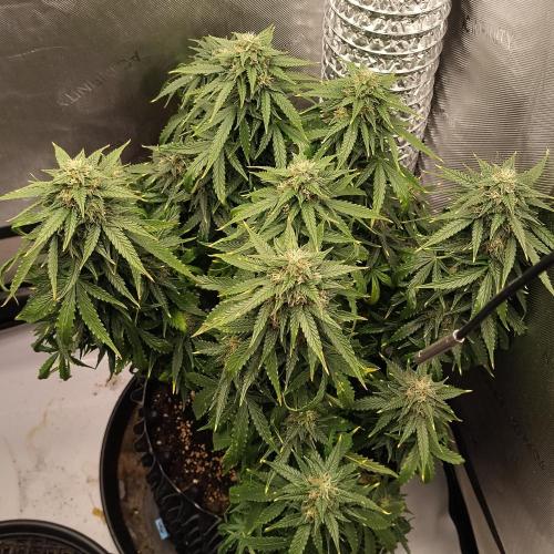 Eternity Grow Cup 2026. Week 10