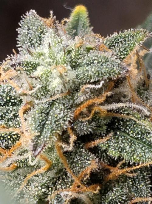 Eternity Grow Cup 2026. Week 10