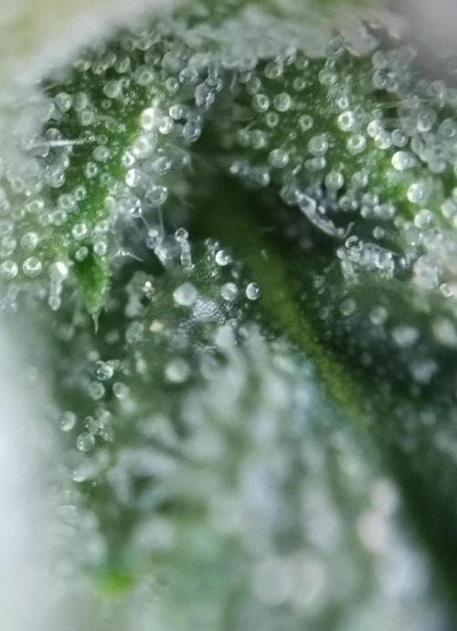 Eternity Grow Cup 2026. Week 10