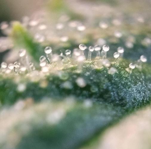 Eternity Grow Cup 2026. Week 10