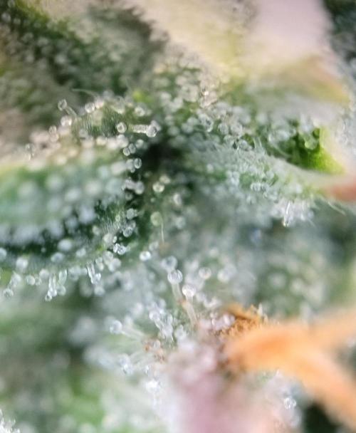 Eternity Grow Cup 2026. Week 10