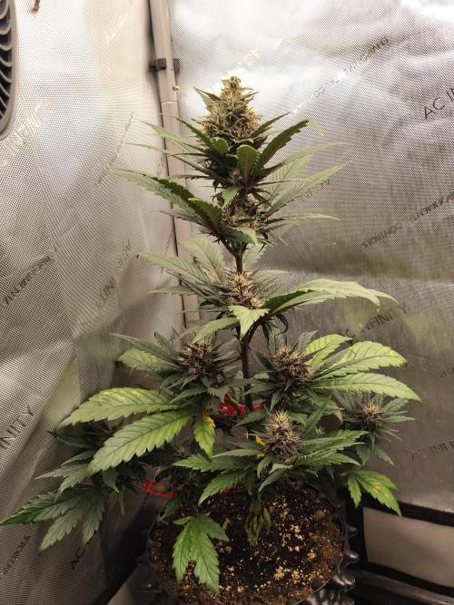 Purple Banana. Week 7