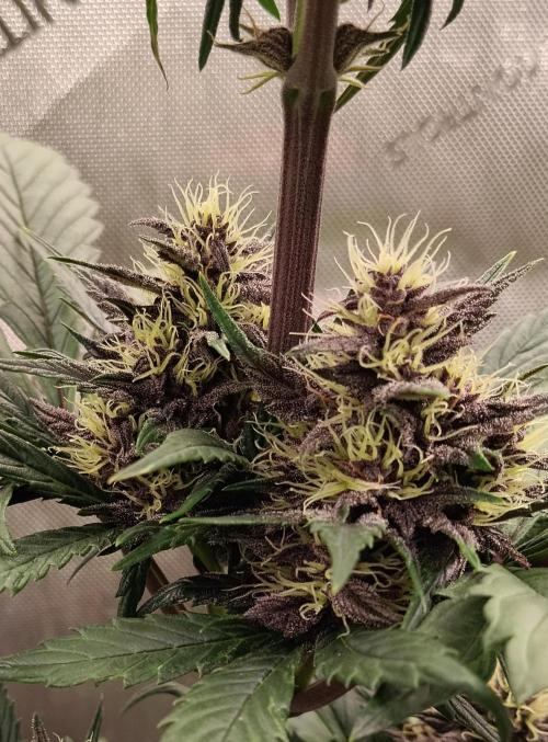Purple Banana. Week 7