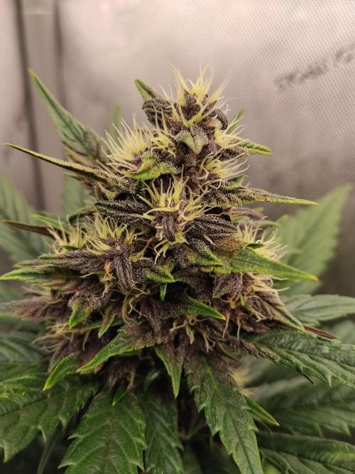 Purple Banana. Week 7