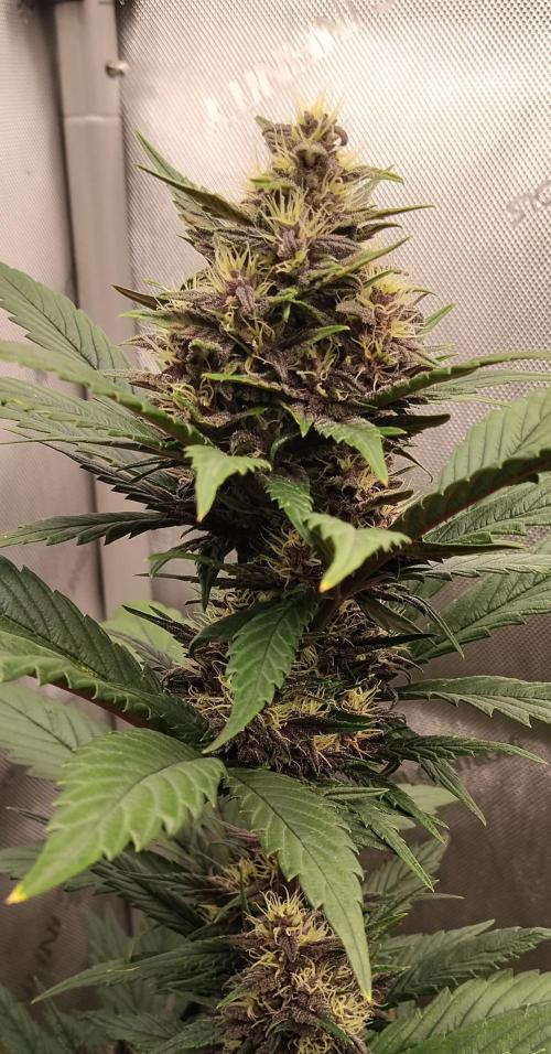 Purple Banana. Week 7