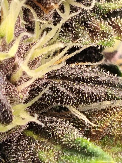 Purple Banana. Week 7