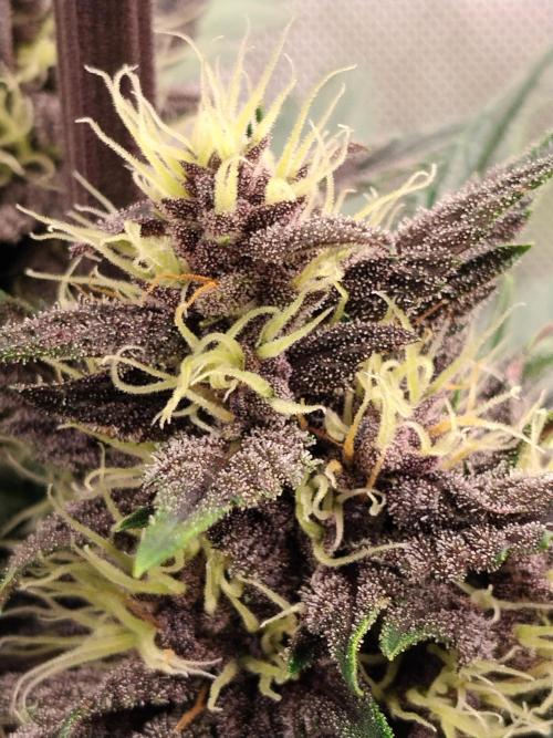 Purple Banana. Week 7