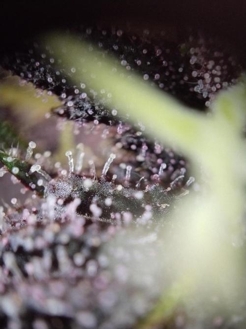 Purple Banana. Week 7