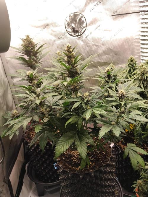 Purple Banana. Week 7
