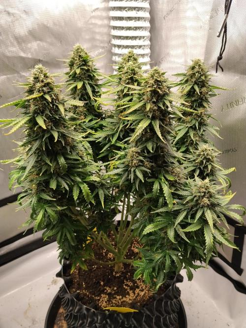 Eternity Grow Cup 2026. Week 11