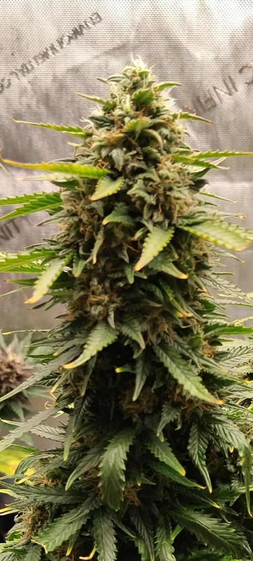 Eternity Grow Cup 2026. Week 11