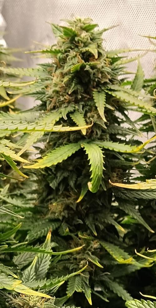 Eternity Grow Cup 2026. Week 11