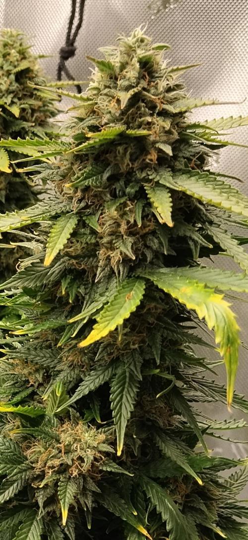 Eternity Grow Cup 2026. Week 11