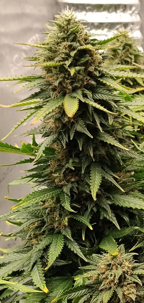 Eternity Grow Cup 2026. Week 11