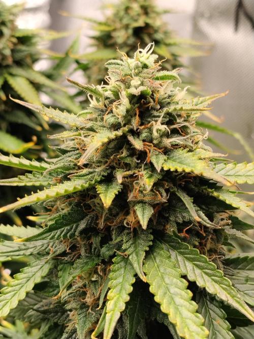 Eternity Grow Cup 2026. Week 11