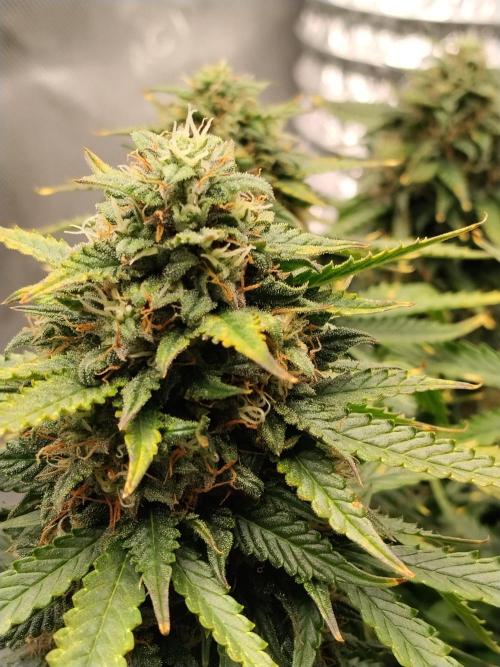 Eternity Grow Cup 2026. Week 11