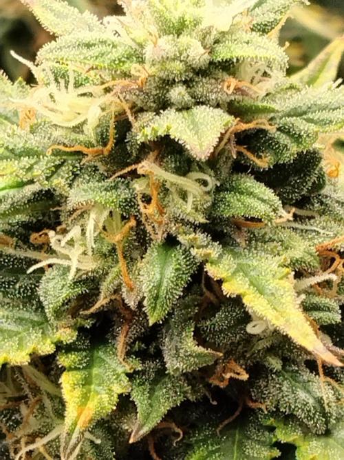Eternity Grow Cup 2026. Week 11