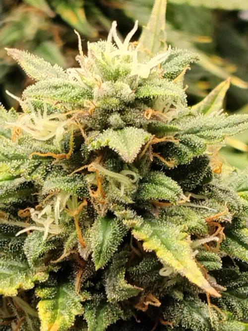Eternity Grow Cup 2026. Week 11