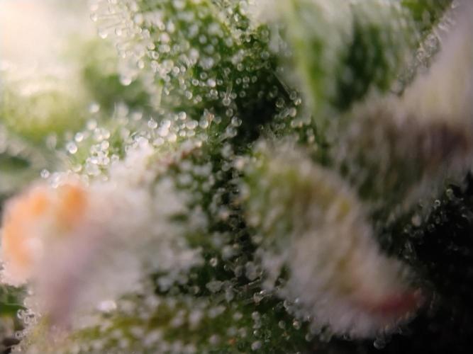 Eternity Grow Cup 2026. Week 11