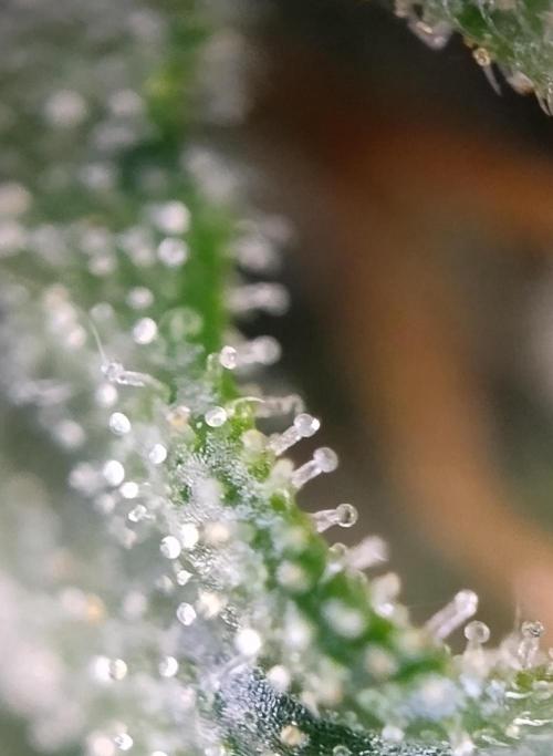 Eternity Grow Cup 2026. Week 11