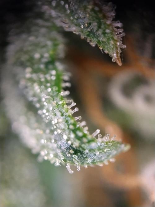 Eternity Grow Cup 2026. Week 11