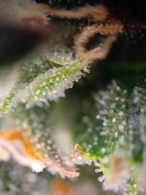 Eternity Grow Cup 2026. Week 11