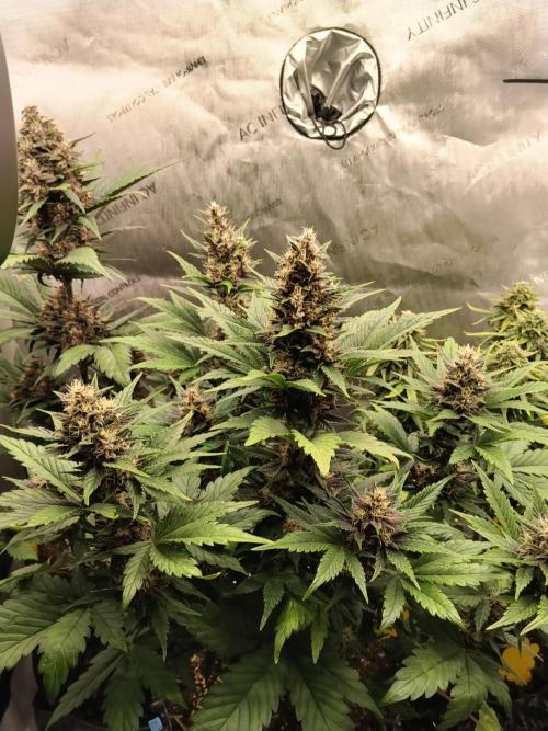 Purple Banana. Week 8