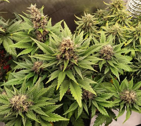 Purple Banana. Week 8