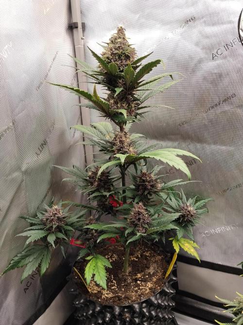Purple Banana. Week 8