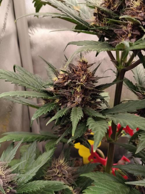 Purple Banana. Week 8