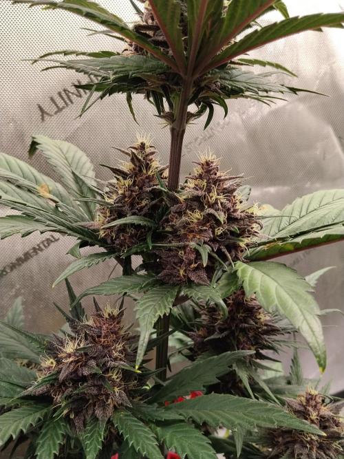 Purple Banana. Week 8