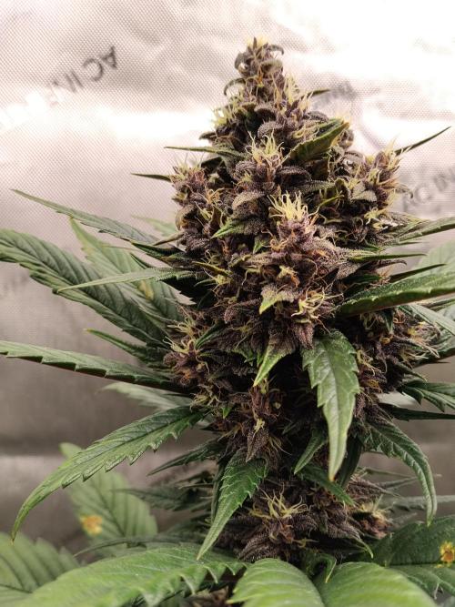 Purple Banana. Week 8