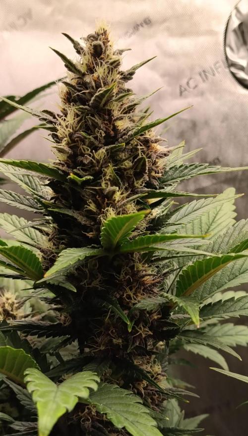Purple Banana. Week 8