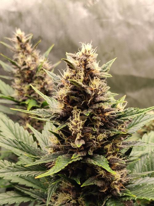 Purple Banana. Week 8