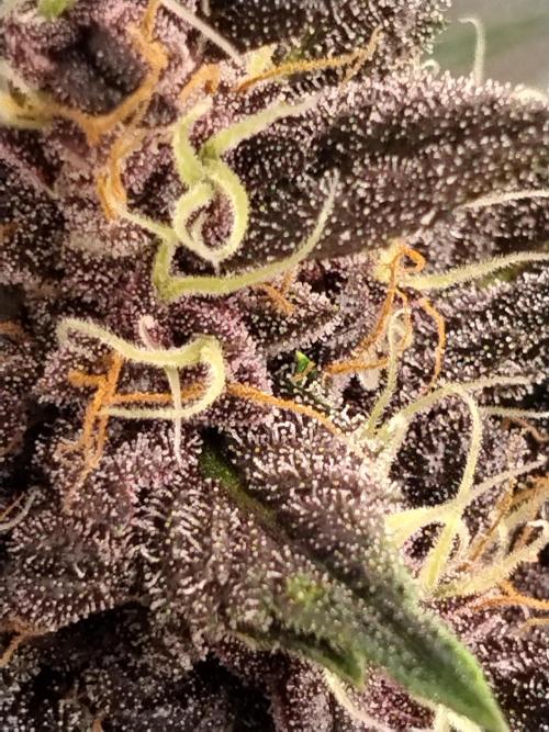 Purple Banana. Week 8