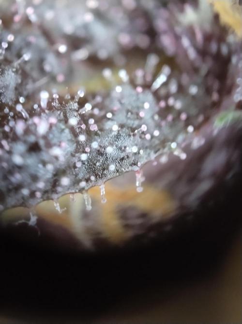 Purple Banana. Week 8