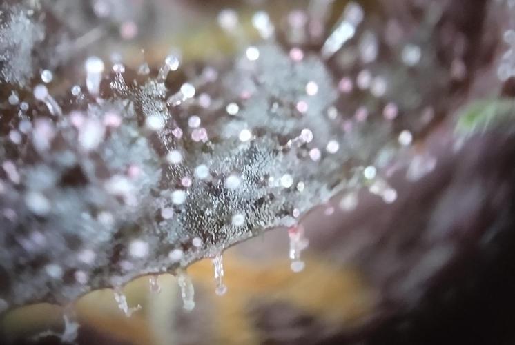 Purple Banana. Week 8