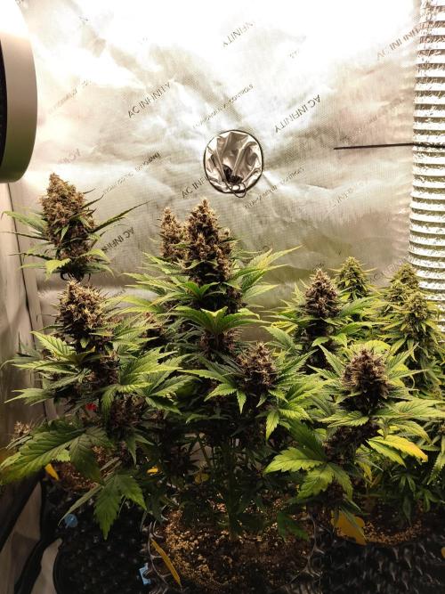 Purple Banana. Week 9